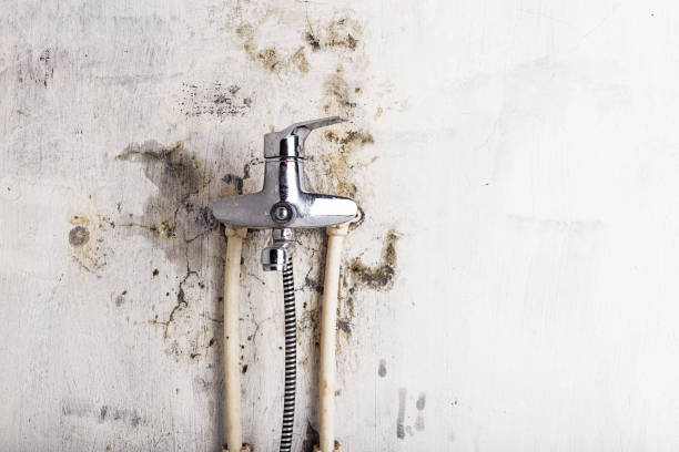 Best Certified Mold Removal  in Nicollet, MN