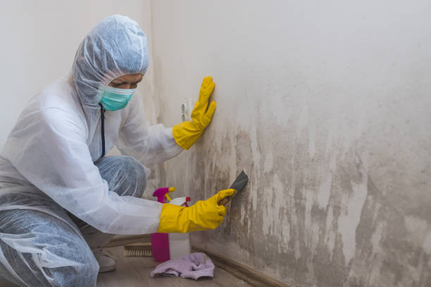Best Residential Mold Removal  in Nicollet, MN
