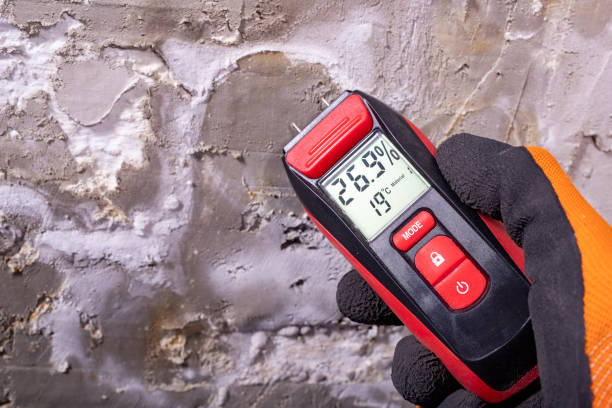Mold Removal Process in Nicollet, MN