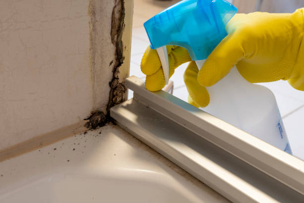 Best Mold Inspection  in Nicollet, MN